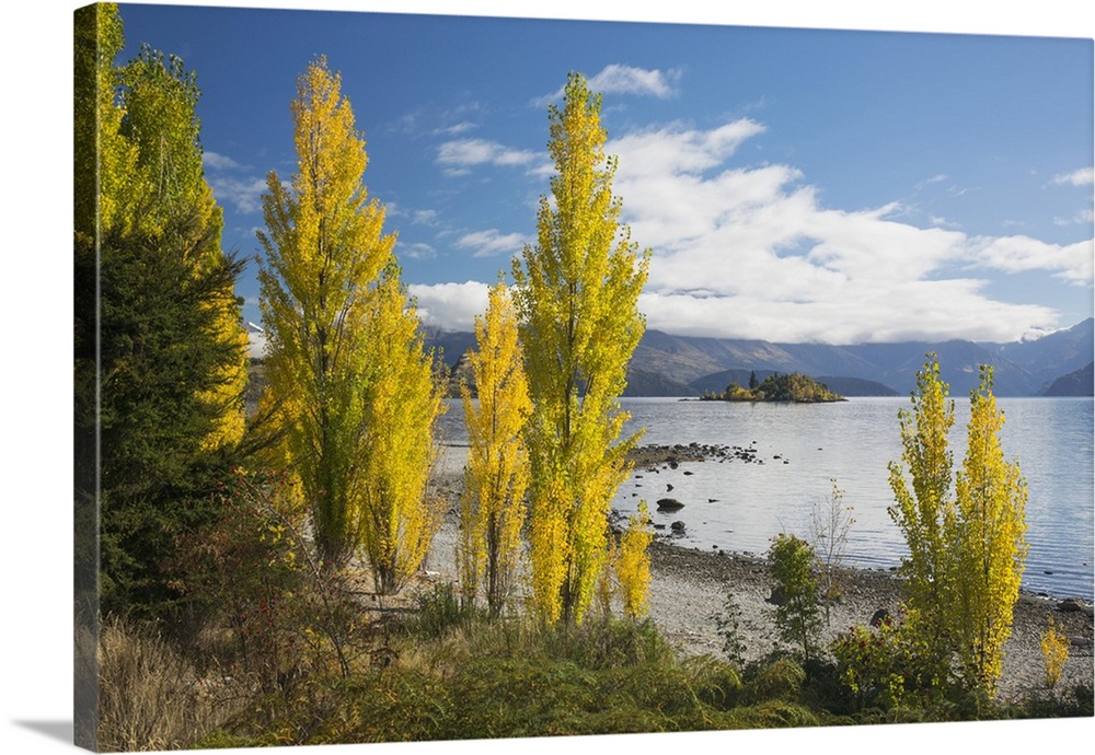 Poplars growing on the shore of Lake Wanaka, autumn, Roys Bay, Wanaka, Queenstown-Lakes district, Otago, South Island, New...