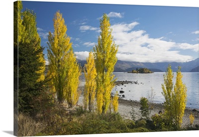 Poplars growing on the shore of Lake Wanaka, New Zealand