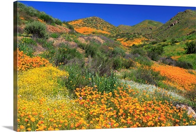 Poppies and Goldfields, Chino Hills State Park, California
