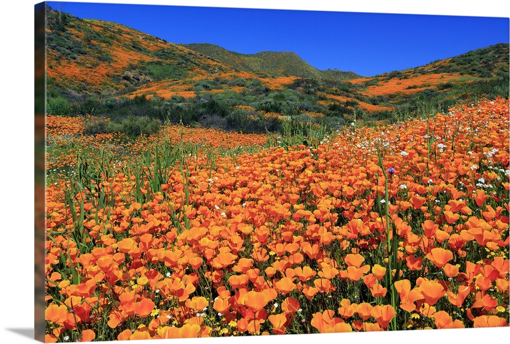 Poppies, Chino Hills State Park, California