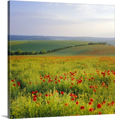 Poppies on the South Downs, Sussex, England