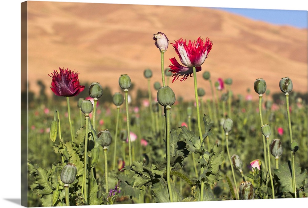 Poppy field between Daulitiar and Chakhcharan, Afghanistan, Asia