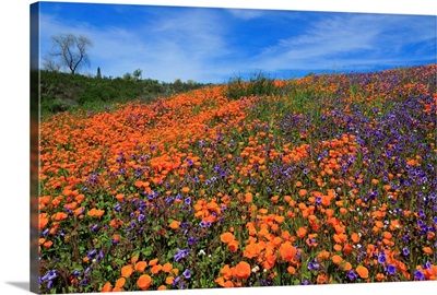 Poppy flowers, Malibu Creek State Park, Los Angeles, California
