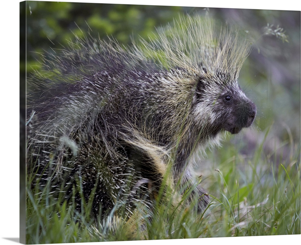 Porcupine (Erethizon dorsatum), Medicine Bow National Forest, Wyoming, United States of America, North America .