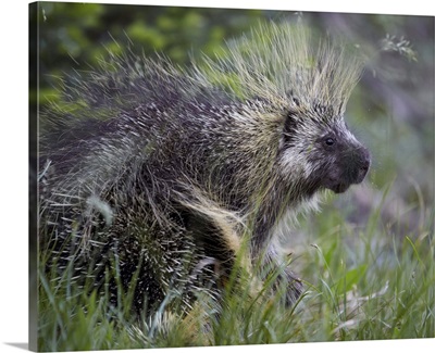 Porcupine, Medicine Bow National Forest, Wyoming