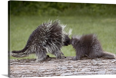 Porcupine mother and baby, in captivity, Sandstone, Minnesota