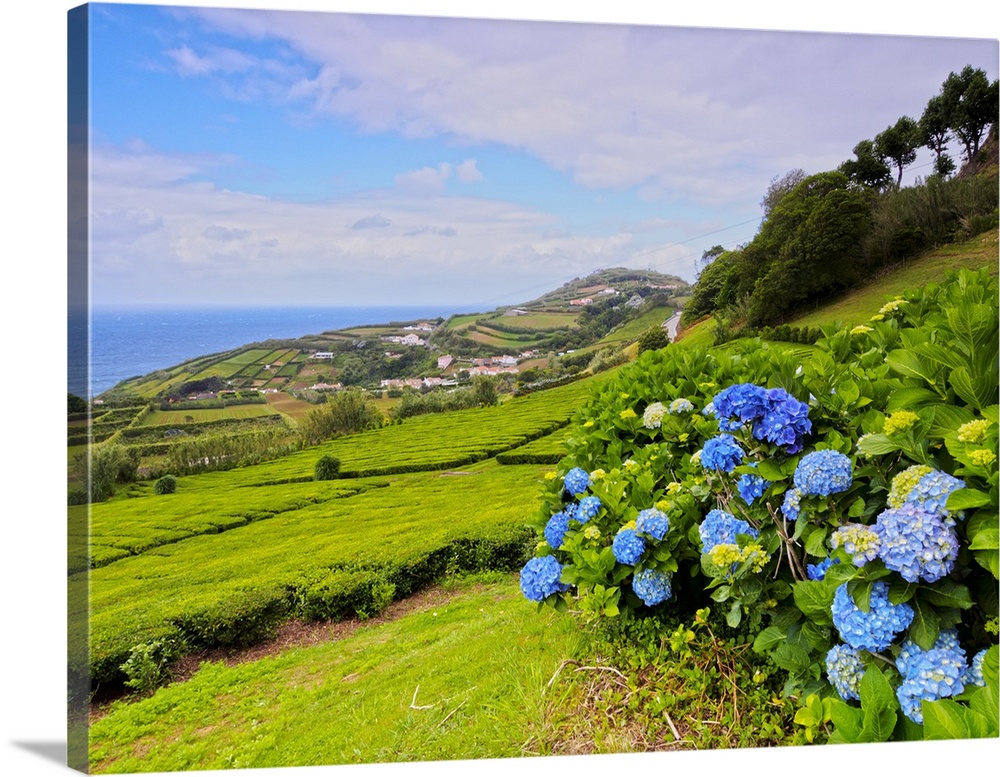 Porto Formoso tea fields, Sao Miguel Island, Azores, Portugal, Atlantic, Europe