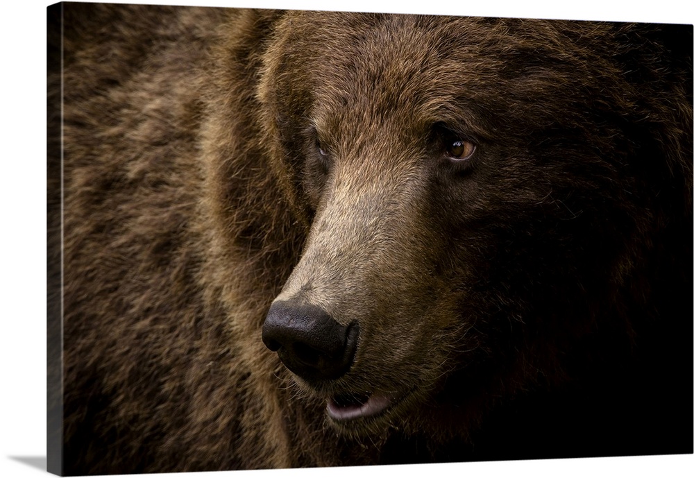 Portrait of a brown bear (Ursus arctos) large male, Finland, Scandinavia, Europe