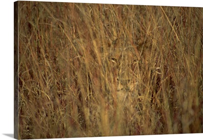 Portrait of a lioness hiding and camouflaged in long grass, South Africa
