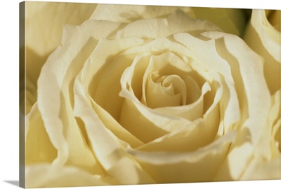 Portrait of a white rose corolla