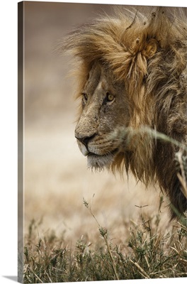Portrait of an African lion, Serengeti National Park, Tanzania