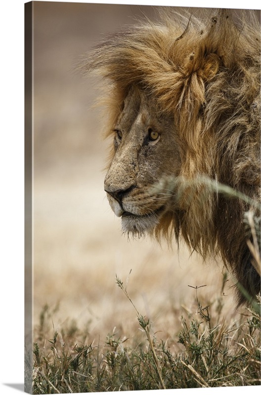 Portrait of an African lion, Serengeti National Park, Tanzania Wall Art ...