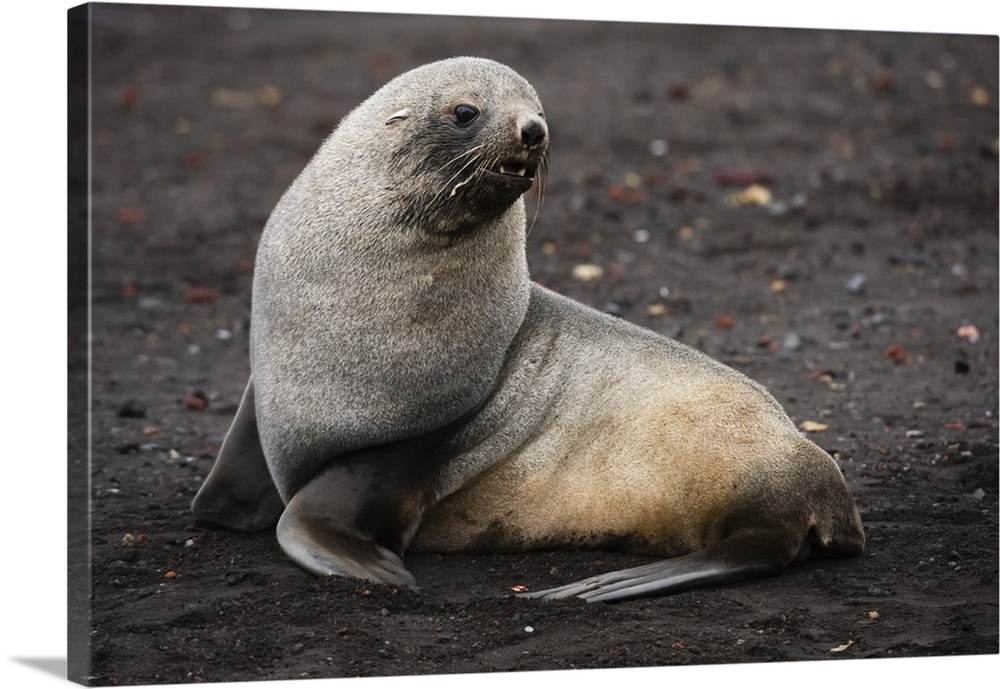 Portrait of an Antarctic fur seal, Deception Island, Antarctica