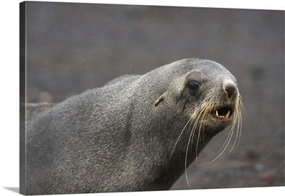 Portrait of an Antarctic fur seal, Deception Island, Antarctica