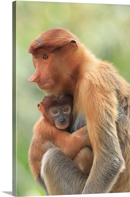 Proboscis Monkey mother and baby, Borneo, Malaysia, Southeast Asia