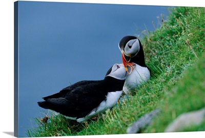 Puffin pair billing, Shetland Islands, Scotland, UK