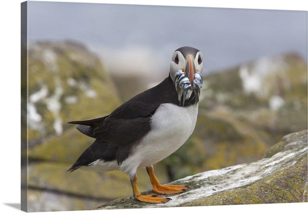 Puffin (Fratercula arctica) with sand eels, Farne Islands, Northumberland, England, United Kingdom, Europe