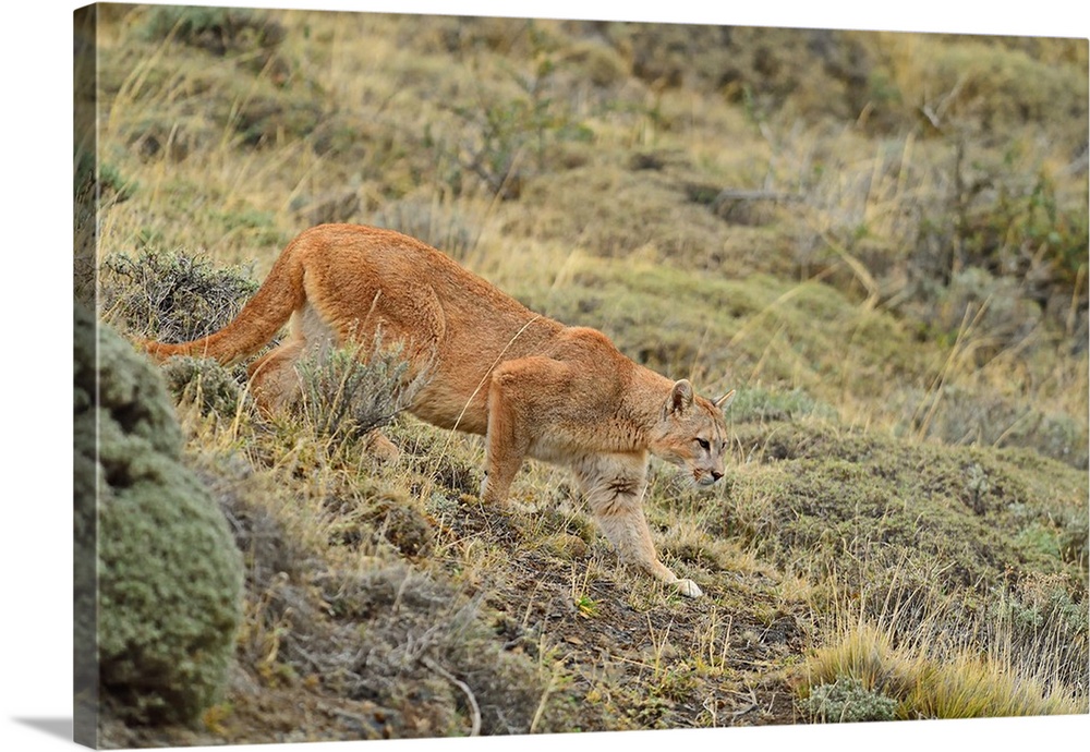 Puma (Puma concolor), Patagonia, Chile, South America