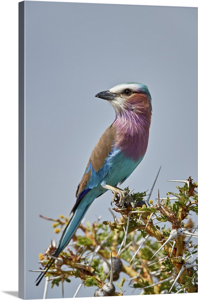 Racket-tailed roller, Selous Game Reserve, Tanzania