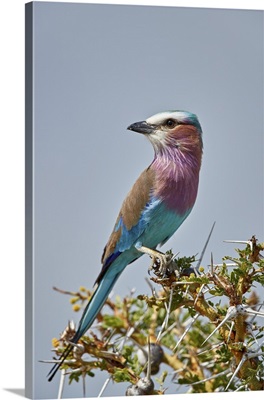 Racket-tailed roller, Selous Game Reserve, Tanzania