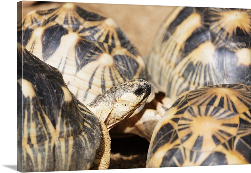 Radiated tortoise, critically endangered in the wild, Ivoloina Zoological Park, Tamatave, Madagascar, Africa