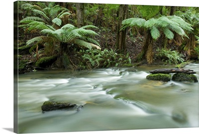 Rainforest, Beauchamp Falls, Great Ocean Road, Otway N.P., Victoria, Australia