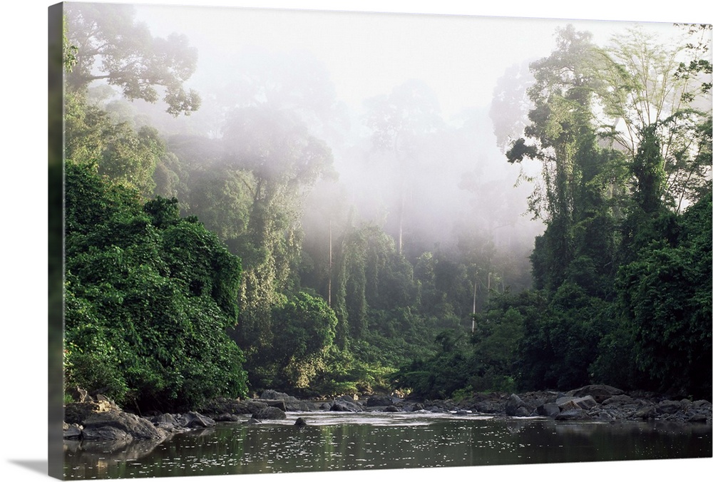 Rainforest, Danum Valley, Sabah, Malaysia, island of Borneo, Southeast Asia