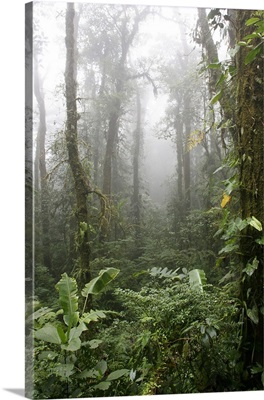 Rainforest, Santa Elena Cloud Forest Reserve, Costa Rica