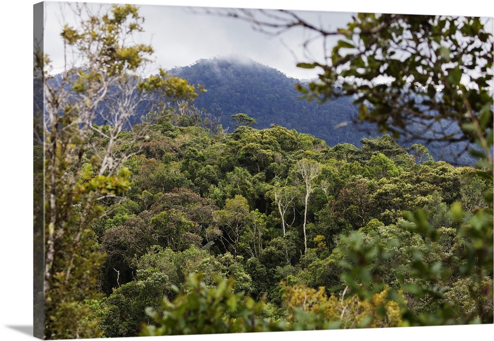 Ranomafana National Park, central area, Madagascar, Africa