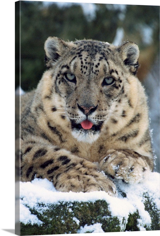 Rare and endangered snow leopard (Panthera uncia), Port Lympne Zoo ...