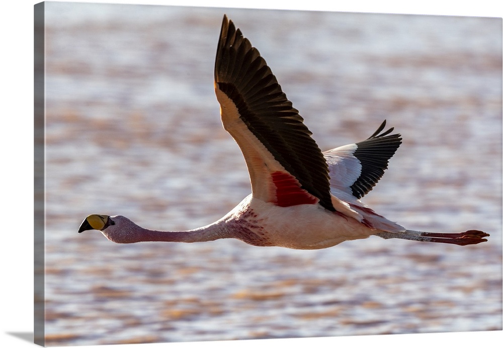 Rare James's flamingo (Phoenicoparrus jamesi), in flight, Eduardo Avaroa Andean Fauna National Reserve, Bolivia, South Ame...