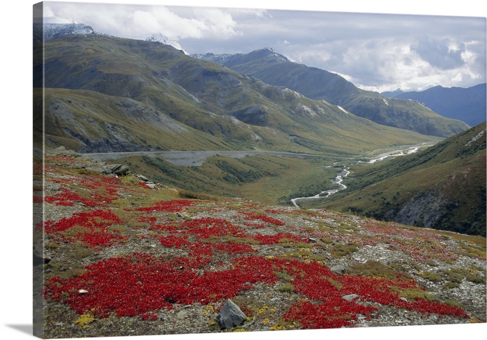 Red bearberry on trundra shelf above Dalton Highway north of Atigun Pass, Dietrich River valley, Brooks Range, Alaska