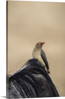 Red-billed oxpecker, Ngorongoro Crater, Tanzania