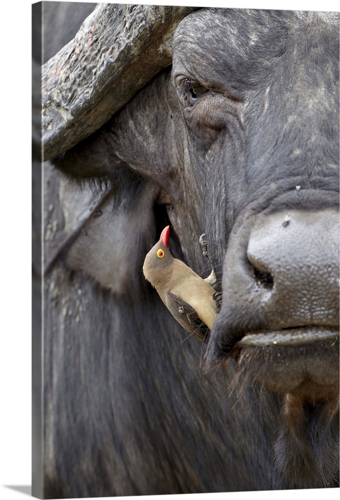 Red-billed oxpecker on a Cape buffalo, Kruger National Park, South Africa