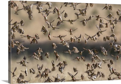 Red-billed queleaflocking at water, Kgalagadi Transfrontier Park, South Africa
