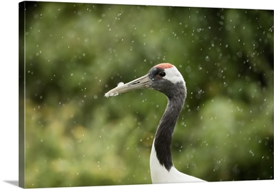 Red crowned crane United Kingdom