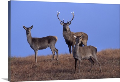 Red deer, Isle of Harris, Hebrides, Scotland, United Kingdom