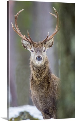 Red Deer, Scottish Highlands