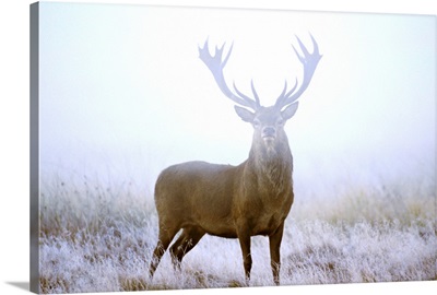 Red deer stag at dawn during rut in September, UK