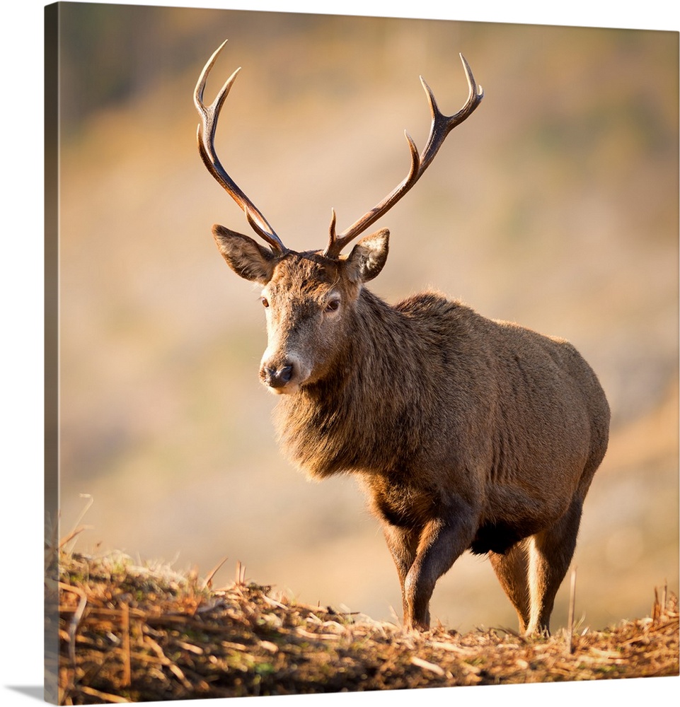 Red deer stag, Glen Etive, Highlands, Scotland