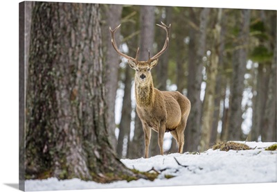 Red Deer Stag, Scottish Highlands