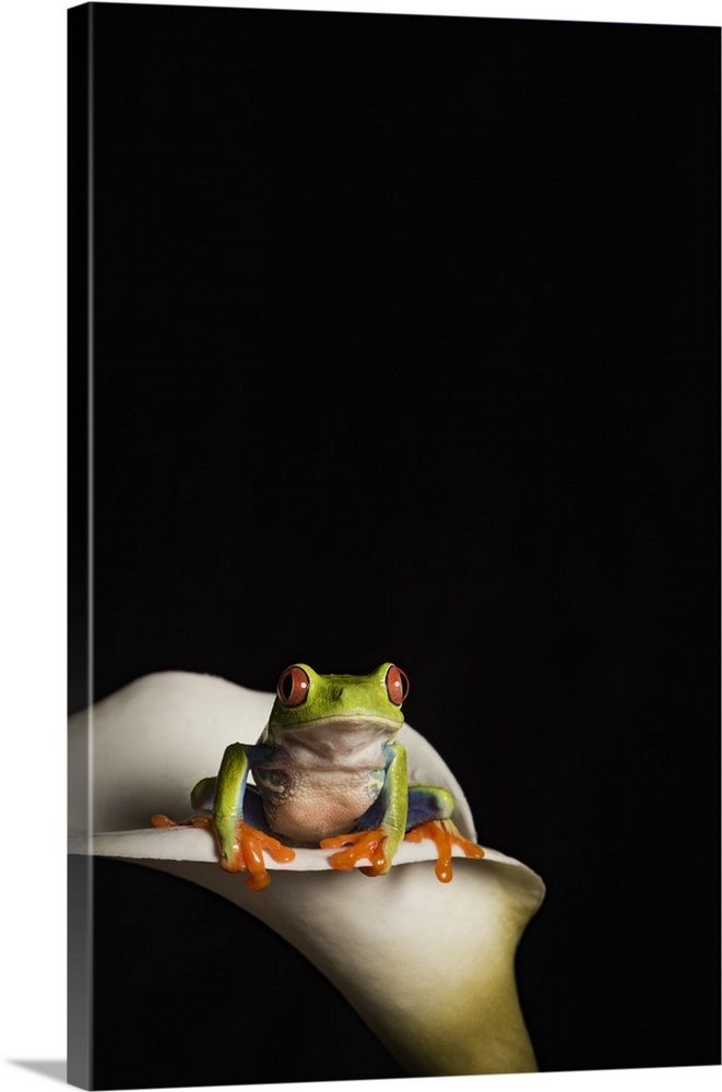 Red eyed tree frog, captive