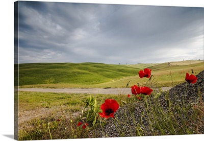 Red flowers and clouds frame the gentle green hills of Val d'Orcia, Tuscany, Italy