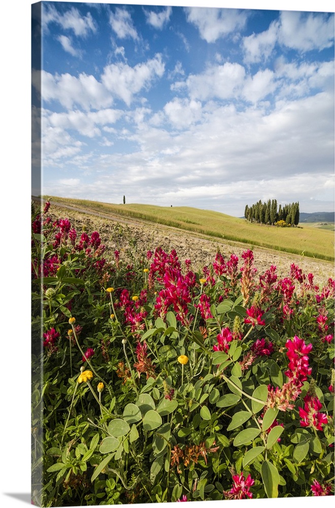 Red flowers frame the gentle green hills of Val d'Orcia, Province of Siena, Tuscany, Italy