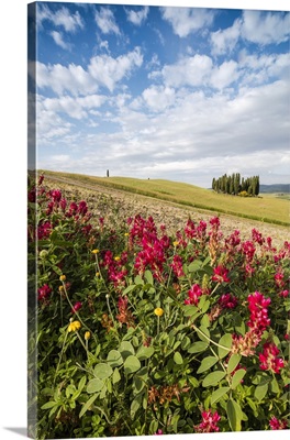 Red flowers frame the gentle green hills of Val d'Orcia, Tuscany, Italy