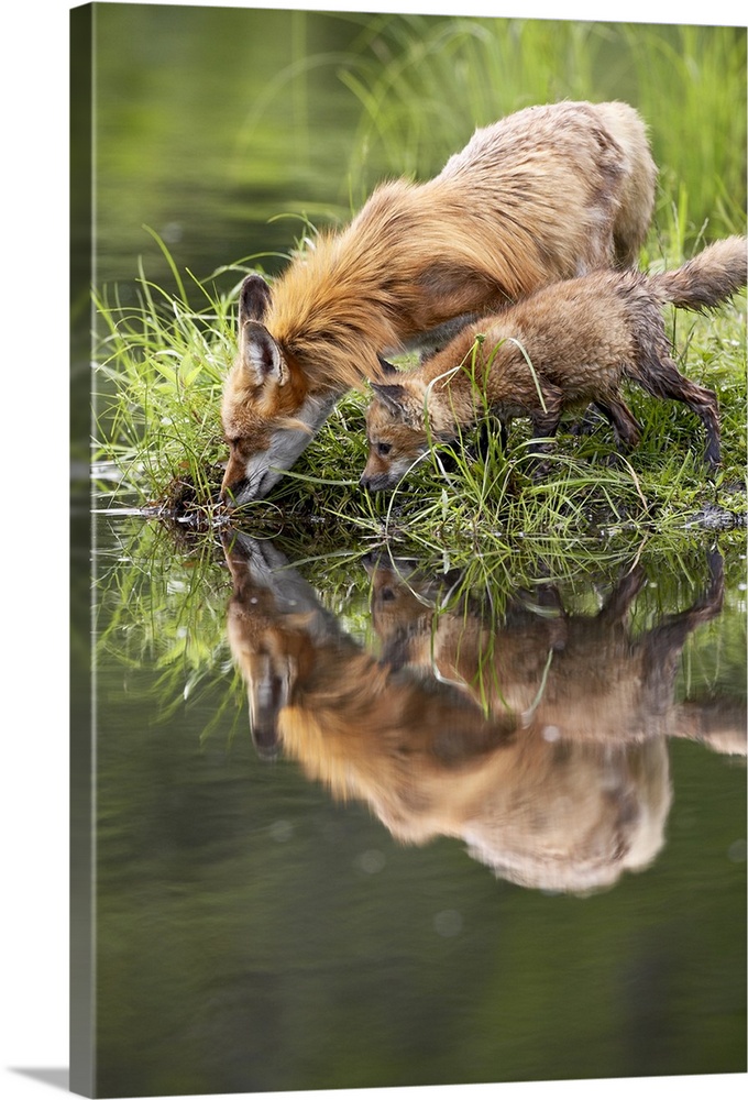 Red fox adult and kit reflection, in captivity, Sandstone, Minnesota