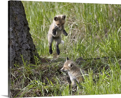 Red fox kit pouncing on its sibling, Yellowstone National Park, Wyoming