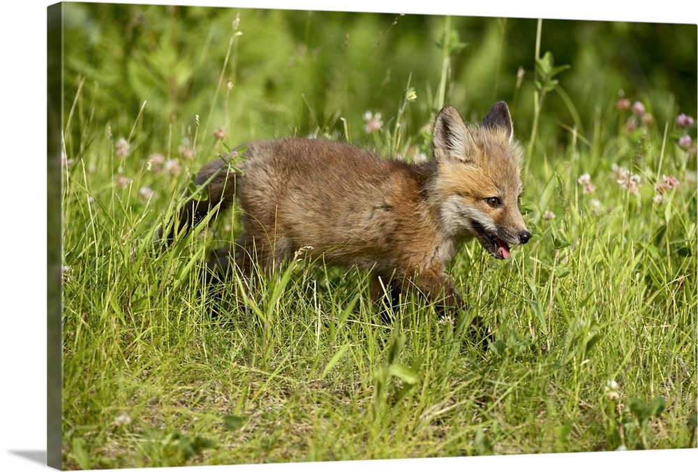 Red fox kit, Sandstone, Minnesota