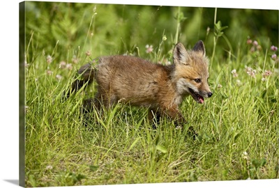 Red fox kit, Sandstone, Minnesota