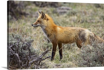Red fox Rocky Mountain National Park, Colorado